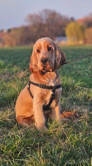 Anglický Kokršpaněl ke krytí s PP - 5