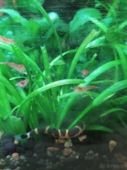 Krevety červené rodů neocaridina. - 5
