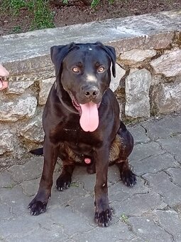 ÁRON K ADOPCI - přátelský akční parťák - 5