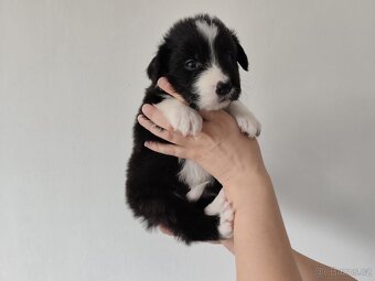 Border kolia-Border collie - 5