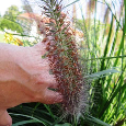 VOUSATEC ♥ PENNISETUM ♥ DOCHAN PSÁRKOVITÝ - 5