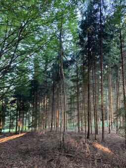 Prodám lesní pozemky v k.ú. Lužná u Vsetína - 5