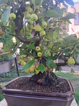 Bonsaj,bonsai Jabloň - 5