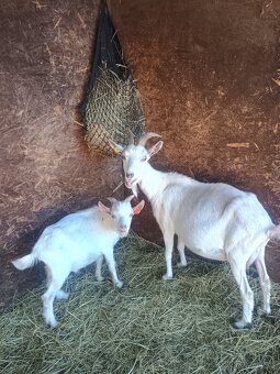 Letošní kůzlata - 5