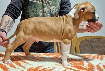 Americký stafordšírský teriér - 5