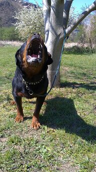 Rotvajler, rottweiler, RTW s PP - 5