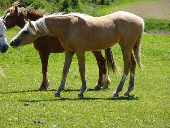 Prodám klisnu welsh pony, sekce B. - 5