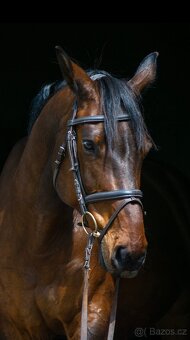 12ti letý valach - 5