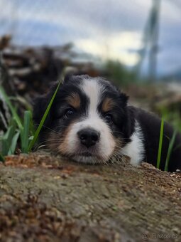 Australský ovčák -štěňátko Black Tri s krátkým ocáskem z FCI - 5