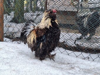 Hedvábnička velká - 5