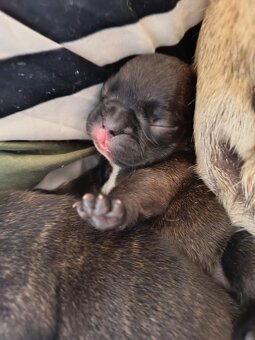 Francouzský buldoček štěňata - 5