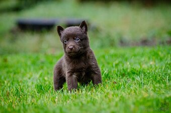 Australská kelpie - 5