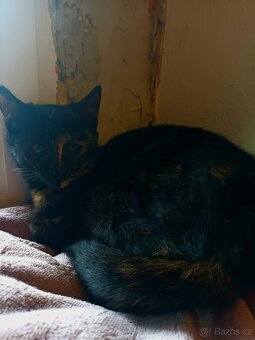 Darujeme koťátka - 5