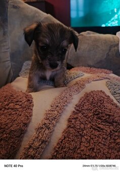 Prodám štěňata - 5