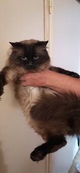 Ragdoll kotatka - 5