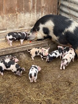 Kune Kune chovný pár - 5