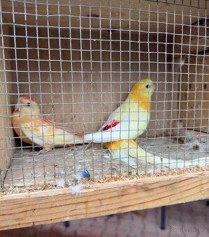 Papoušek zpěvavý - 5