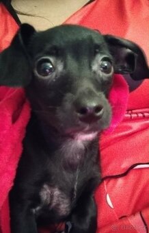 Prodám štěně pejska - 5