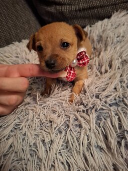 Čivava X Pražský Krysařík - 5