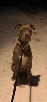 Americký pitbulterier s PP silverfawn rarita - 5