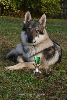 Československý vlčák s PP - 5