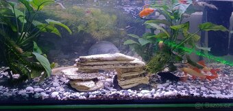Akvárium zařízené - 5