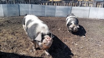 Kune kune - 5