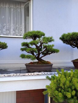 Borovice lesní (Pinus sylvestris) bonsai - 5