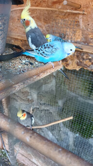 Andulky, mláďata na ochočení i do chovu - 5