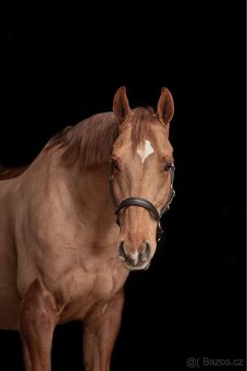 Spolehlivý učitel - 5