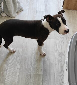 Americký stafordširský teriér - štěně - 5