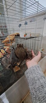 Osmaky degu - 5