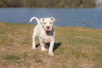 American bully Xl - 5