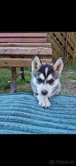 Sibiřský husky (bez PP) - 5