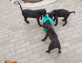 americky pitbulterier - 5