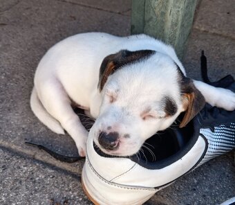 ❤️❤️Jack russel teriér❤️❤️ - 5