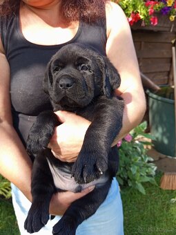 Štěňata labradora - 5