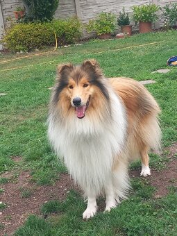 Kolie dlouhosrstá - 5