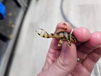 L 333 Gold line AAA - odchov - 5