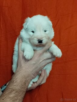 Štěňátka samojeda s PP - 5