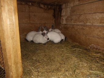 Kalifornské a VSS - 5