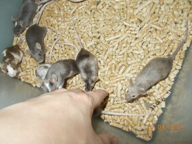 Barevné myšky (platí do smazání) - 5
