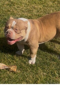 American bully kryti - 5