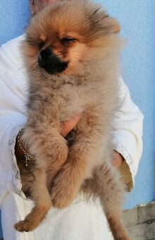 POMERANIAN - 5