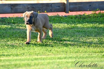 Cane Corso štěňata s FCI PP - 5