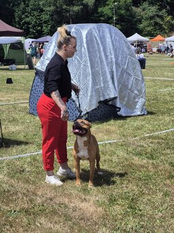 Americký stafordšírský teriér ke krytí - 5