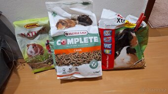 Morčata, 2 samičky - 5