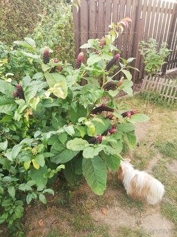 Semena  rostliny Líčidla - 5