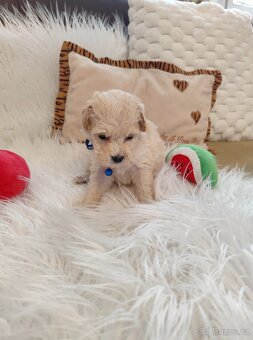 Maltipoo - 5