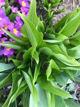 nápaditá Hosta-bohyška-5+1 druhů - 5
